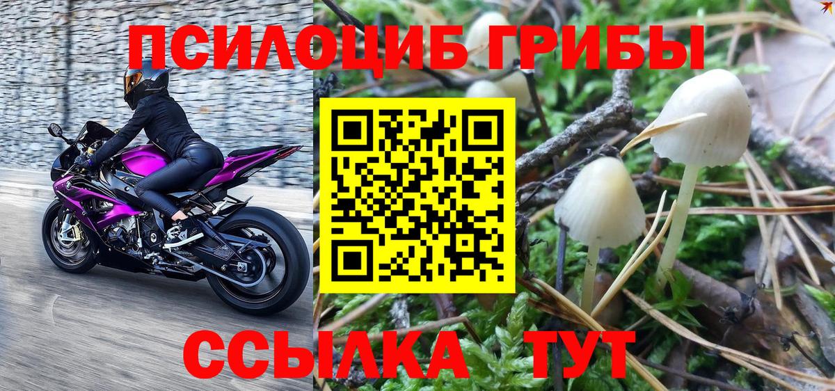 Псилоцибиновые грибы прущие грибы  Старая Купавна  Галлюциногенные грибы GOLDEN TEACHER 